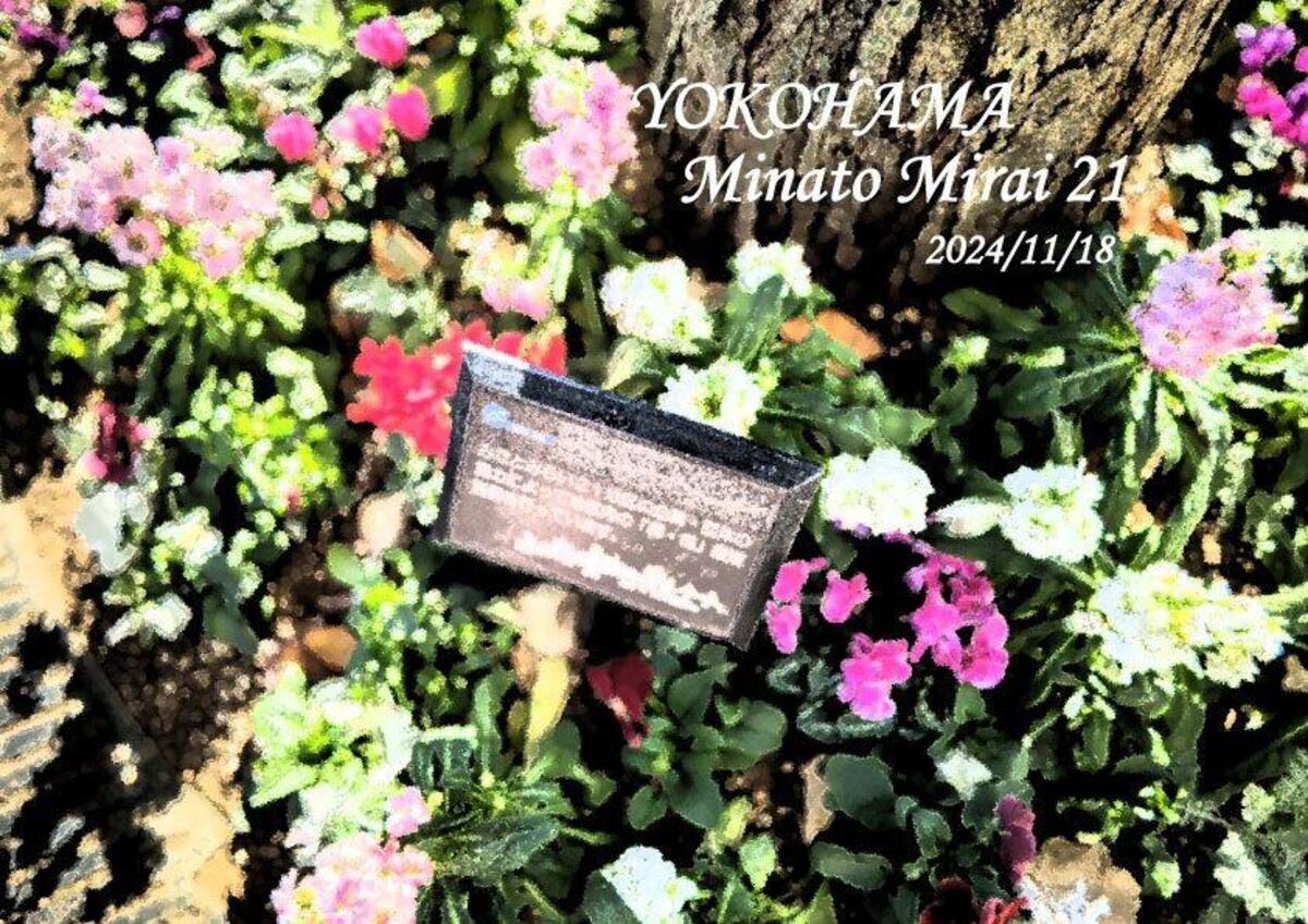  桜木町駅前広場の植栽を冬の花へと植替えました。の写真