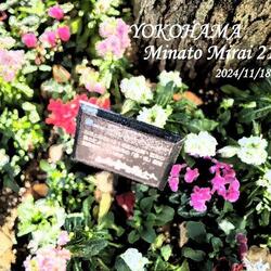  桜木町駅前広場の植栽を冬の花へと植替えました。の写真