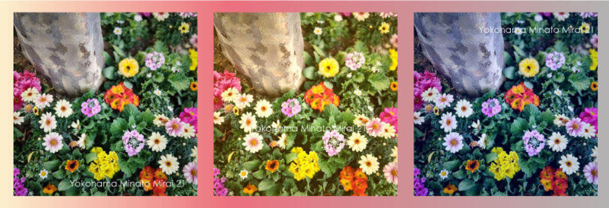 桜木町駅前広場の植栽、カラフルな春の装いになりました♪の写真