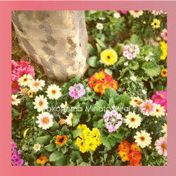 桜木町駅前広場の植栽、カラフルな春の装いになりました♪の写真