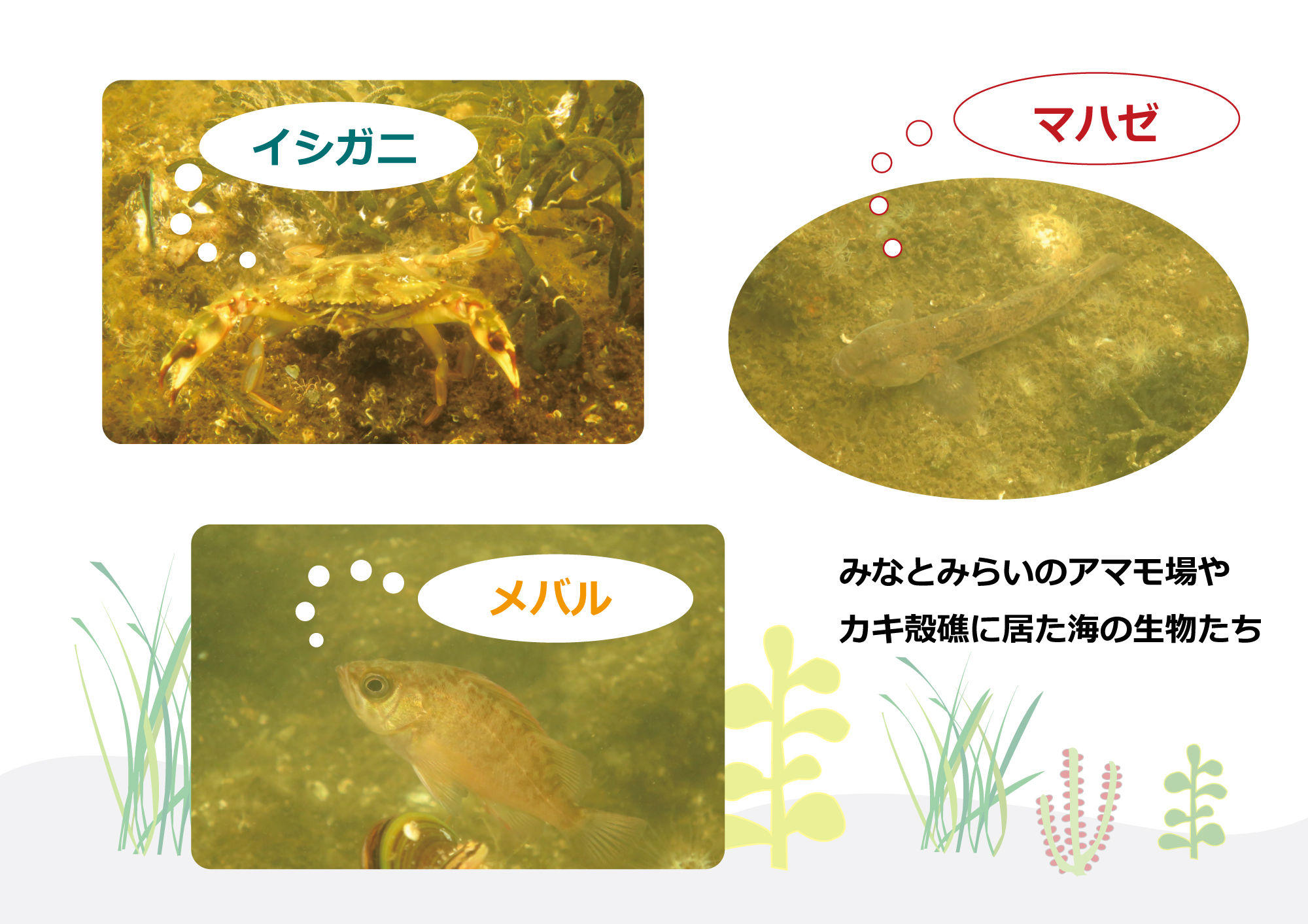 3)海中の生物.jpg