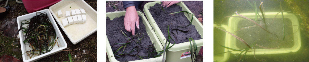 アマモ_観察会（苗植え）3枚（H28.10.14）.jpg