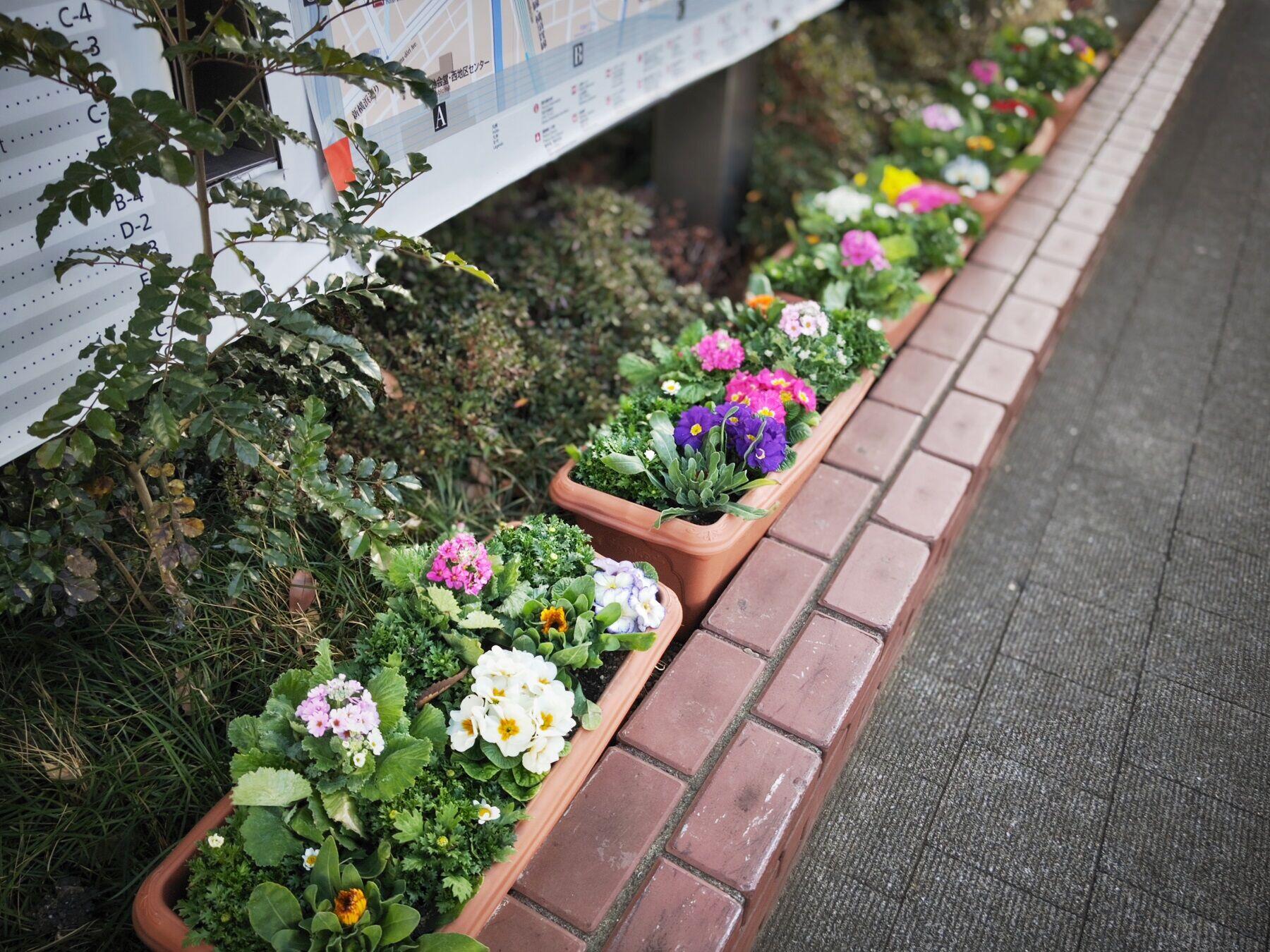 桜木町駅前広場の植栽、カラフルな春の装いになりました♪|トピックス