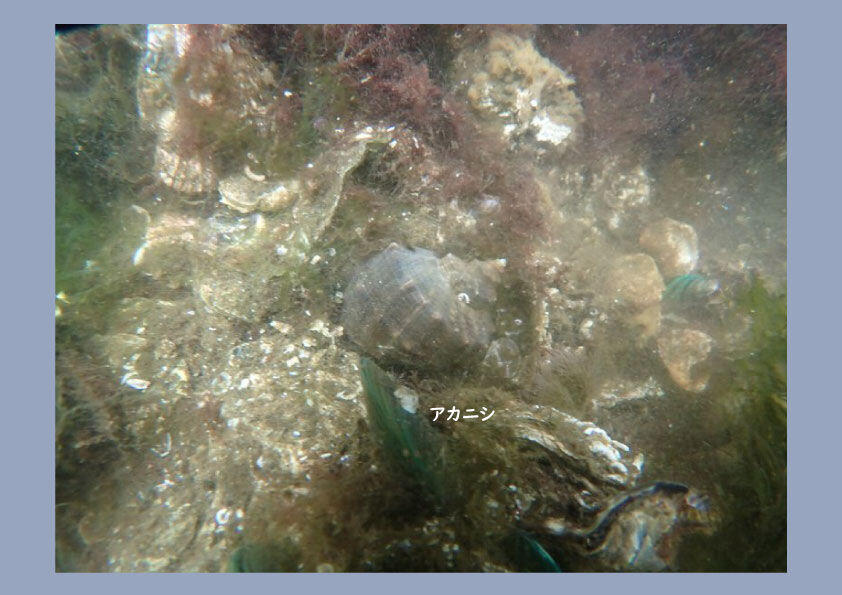 アカニシ.jpg