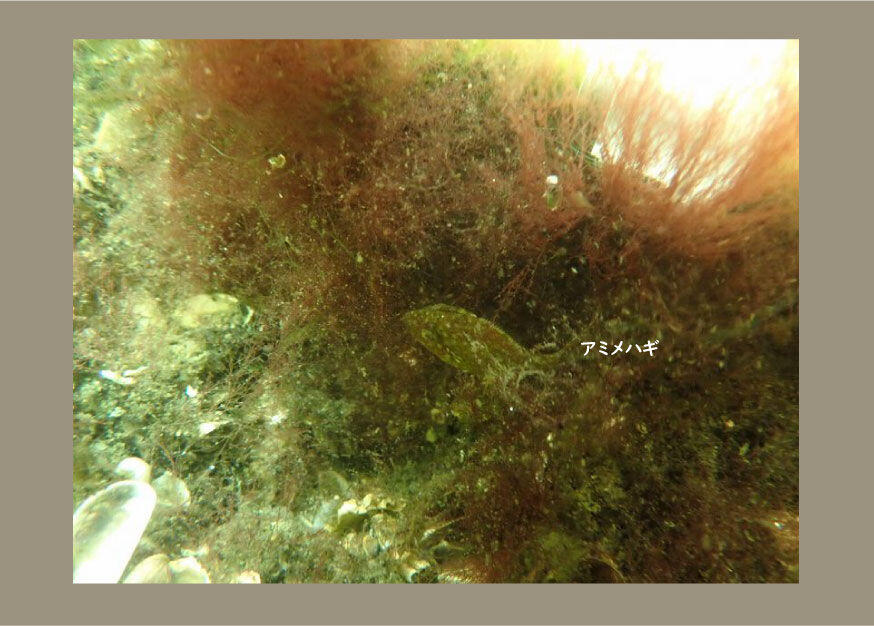 アミメハギ.jpg