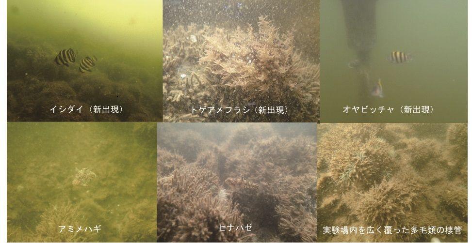 アマモ_観察会（生き物）名前あり6枚（H29.8.18）.jpg