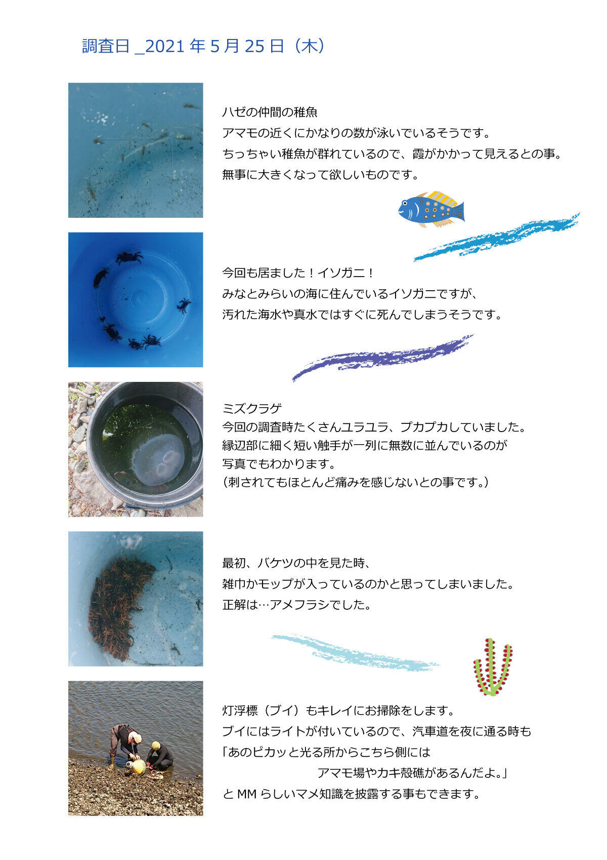 20210528海の生き物.jpg