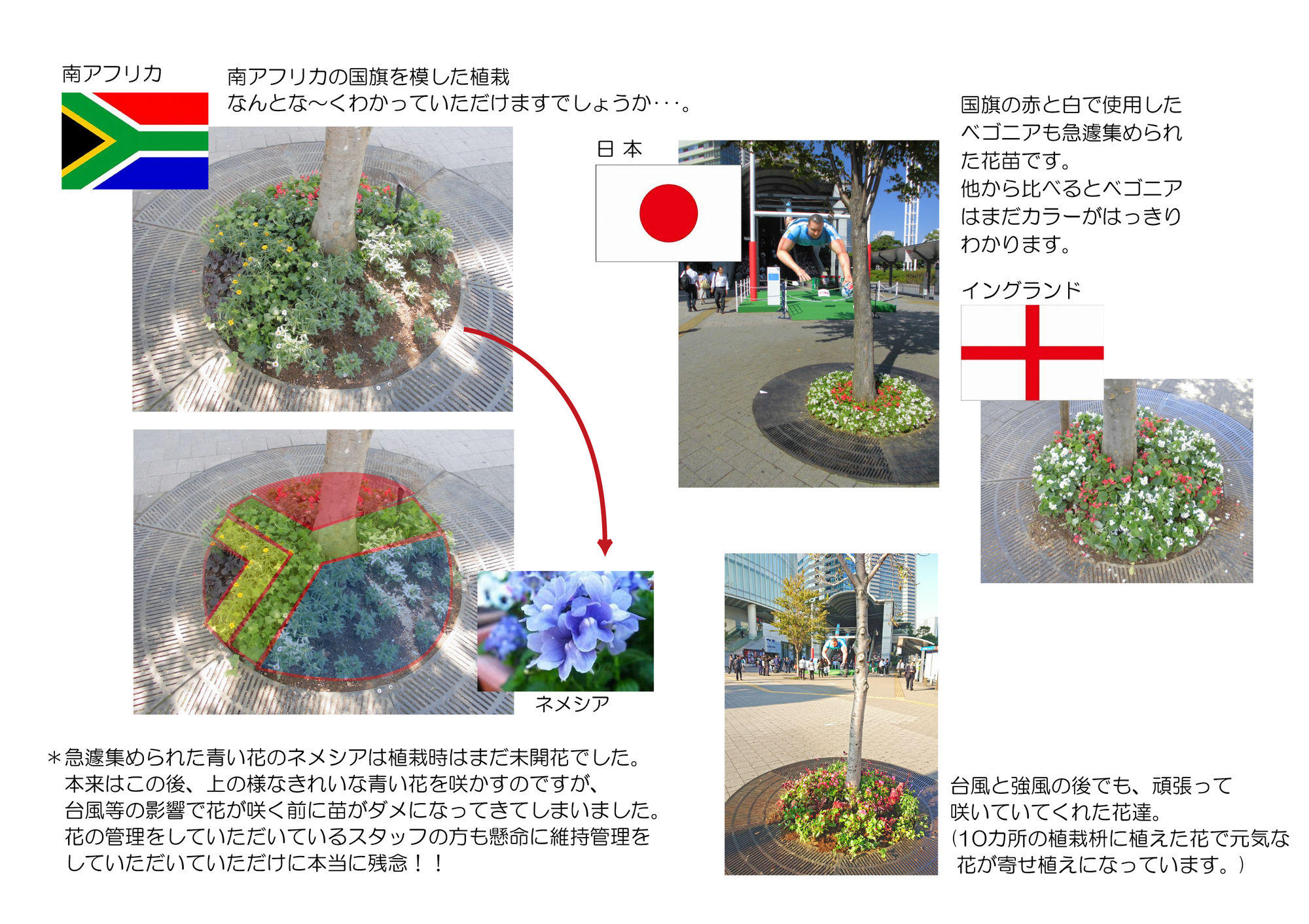 桜木町駅前植栽_ラグビーW杯時植栽.jpg
