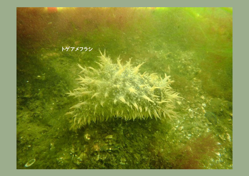 トゲアメフラシ.jpg