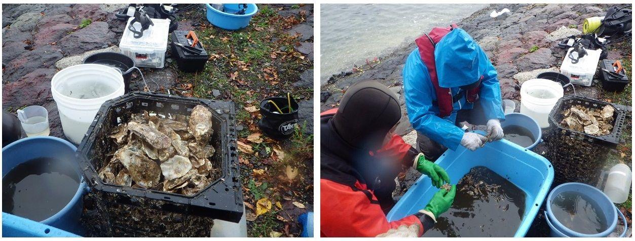191222カキ殻生き物洗い出し.jpg