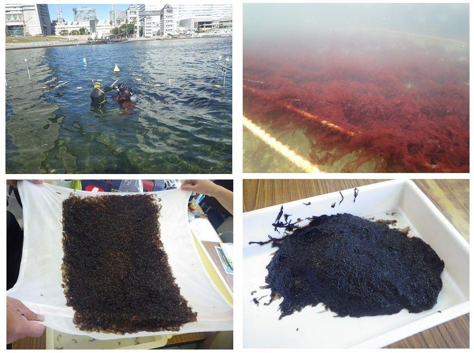 2020.2.6水環境web（ノリ採集1回目）.jpg