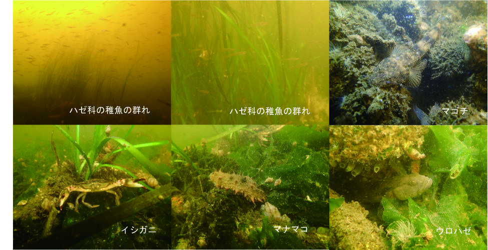 アマモ_観察会(生き物)名前あり6枚(H29.7.18).jpg